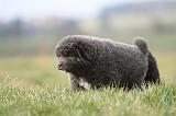 DOGUE DU TIBET 729